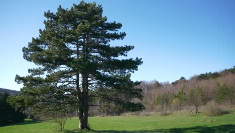 Baum-Im-Wald-Auf-Grüner-Wiese-Mit-Blauem-Himmel