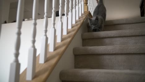 Eine-Kostbare-Kleine-Chartreux-Munchkin-Katze-Hüpft-Die-Treppe-Hinunter