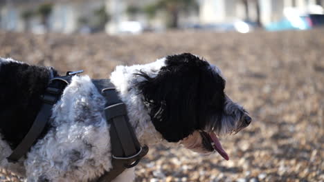 Zeitlupenaufnahme-Eines-Entzückenden-Labradoodle-Hundes-An-Einem-Kiesstrand-In-Großbritannien
