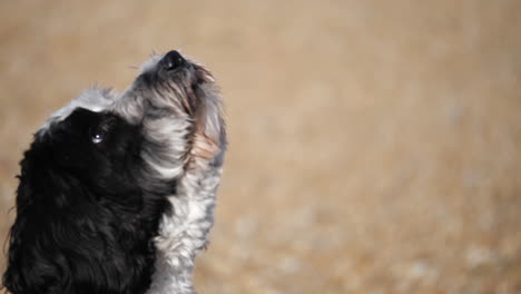 Adorable-Perro-Labradoodle-En-Una-Playa-De-Guijarros-En-El-Reino-Unido-Atrapando-Una-Pelota-De-Tenis