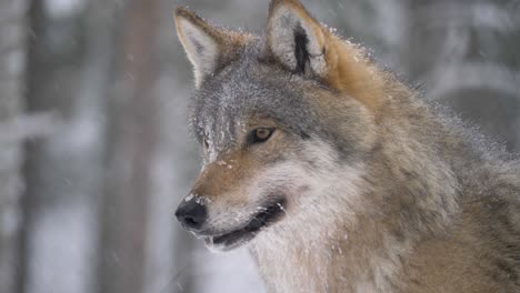 Observant-Eurasian-Scandinavian-Grey-Wolf-portrait,-under-snowstorm---Medium-close-up-shot