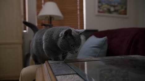 Eine-Kostbare-Kleine-Munchkin-Katze,-Die-Vorsichtig-Auf-Einen-Glastisch-Klettert-Und-Dann-Auf-Seiner-Oberfläche-Herumläuft