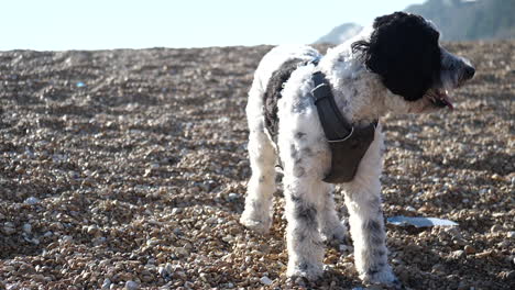 Slow-motion-of-an-adorable-labradoodle-dog-on-a-shingle-beach-in-the-UK-looking-up-and-right-on-the-right-hand-third