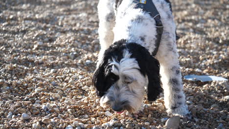 Adorable-labradoodle-dog-on-a-shingle-beach-in-the-UK-sniffing-the-ground-and-looking-up