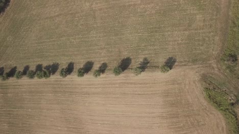 Drone-fly-above-line-of-trees-in-the-middle-of-wheat-fields-after-the-harvest