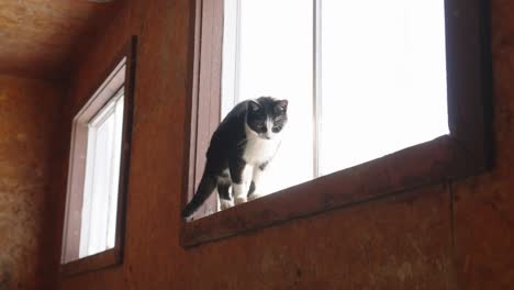 Entzückende-Katze,-Die-Auf-Der-Fensterbank-Steht-Und-Nach-Unten-Und-Außerhalb-Des-Glasfensters-Schaut