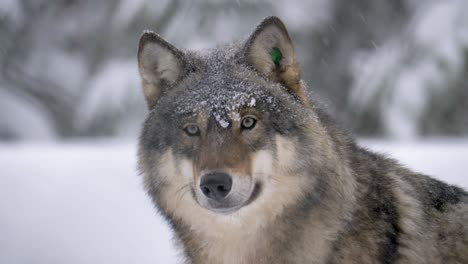 Noble-Scandinavian-Grey-Wolf-in-the-realm-of-his-cold-snowy-habitat---Portrait-Medium-close-up-shot