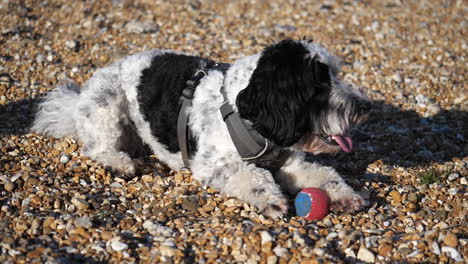 Adorable-labradoodle-dog-on-a-shingle-beach-in-the-UK-playing-with-a-tennis-ball-laying-down