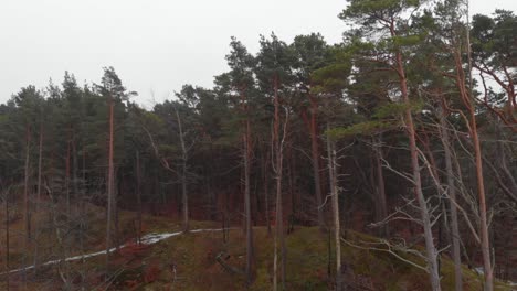 Aerial-reveal-shot-of-forest-on-dunes-in-Ustka-in-winter