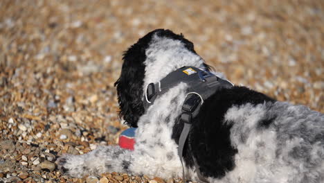 Adorable-labradoodle-dog-on-a-shingle-beach-in-the-UK-lay-down-playing-with-a-tennis-ball