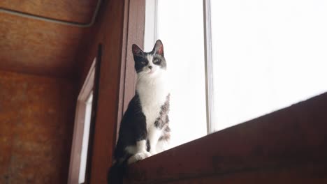 Schwarze-Und-Weiße-Katze,-Die-Auf-Der-Fensterbank-Sitzt