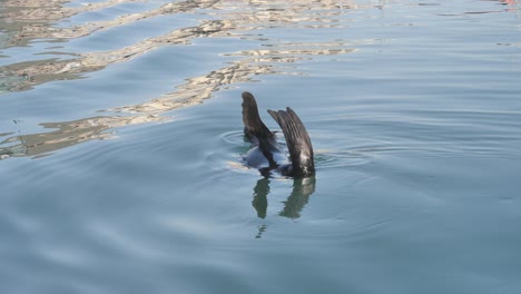 Lazy-Cape-fur-seal-floating-in-water