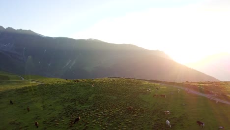 Kreisende-Kühe-Auf-Einem-Bergfeld-Mit-Untergehender-Sonne