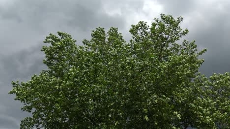 A-big-leafy-tree-shaking-in-wind,-with-dark-storm-clouds-behind-it