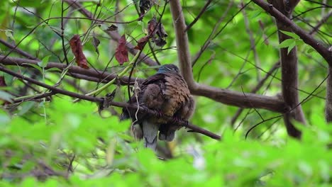 Diese-Kurzschnabelige-Braune-Taube-Mit-Ihren-Jungen-Vögeln-Ist-Ein-Endemischer-Vogel,-Der-Auf-Den-Philippinen-Und-Besonders-In-Mindanao-Vorkommt,-Wo-Er-Als-Weit-Verbreitet-Gilt