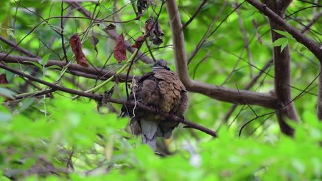 Diese-Kurzschnabelige-Braune-Taube-Mit-Ihren-Jungen-Vögeln-Ist-Ein-Endemischer-Vogel,-Der-Auf-Den-Philippinen-Und-Besonders-In-Mindanao-Vorkommt,-Wo-Er-Als-Weit-Verbreitet-Gilt