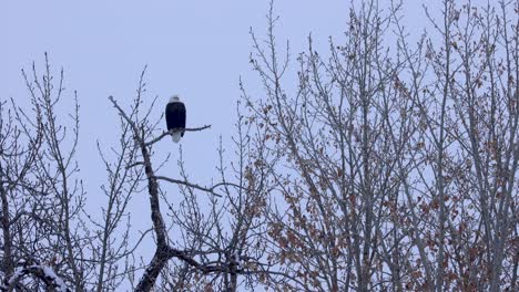 Wildlife-in-Montana,-Bald-Eagle-Perched-in-Tree-in-Dead-of-Winter