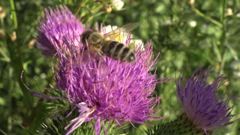 Extreme-close-up-of-two-honey-bees-doing-their-job-on-a-purple-thistle-flower