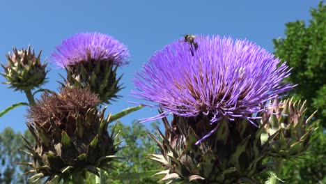 A-bee-on-an-artichoke-flower,-flying-around-it,-landing-again,-then-flying-on-to-the-next-one