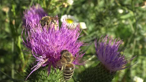 Close-up-of-two-honey-bees-meeting-on-a-thistle