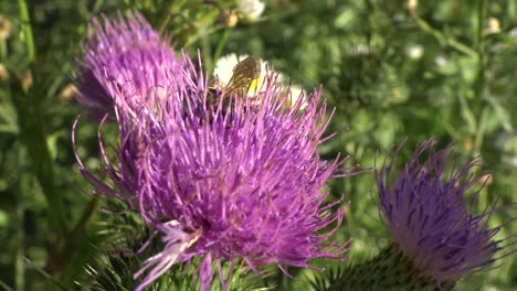 Extreme-close-up-of-a-honey-bee-making-its-way-across-a-purple-thistle-flower