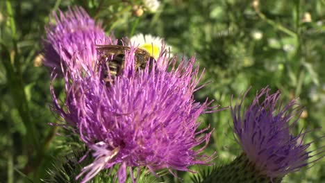 Extreme-close-up-of-a-honey-bee-doing-its-job-on-a-purple-thistle-flower