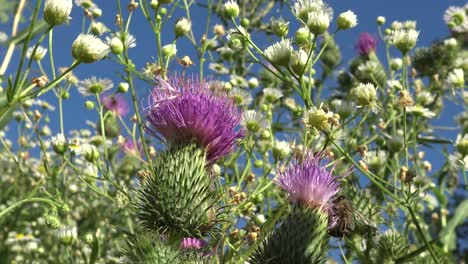 Honey-bee-doing-its-job-on-two-purple-thistle-flowers,-with-lots-of-smaller-white-flowers-and-blue-sky-in-the-background