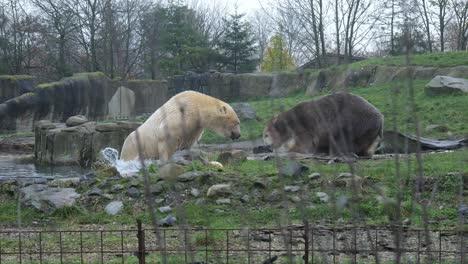 Blick-Auf-Einen-Eisbären,-Der-Im-Zoogehege-Nahrung-Von-Einem-Anderen-Nimmt