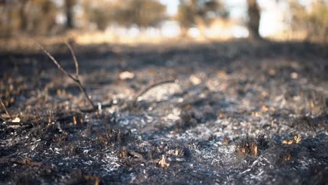 Close-up-tracking-shot-of-burnt-forest-floor