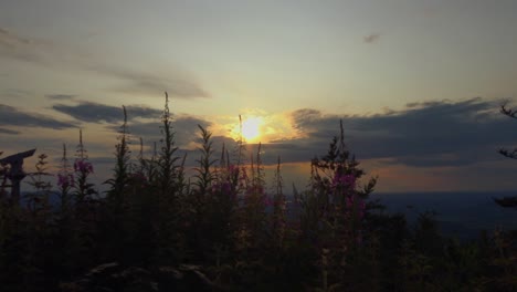 Schöner-Sonnenuntergang-Mit-Rosa-Bergblumen-Im-Vordergrund