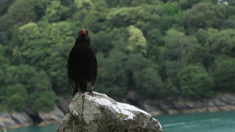 Cuervo-Negro-En-Una-Roca-De-Un-Río-En-Inglaterra