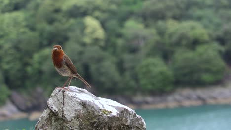 Pájaro-Rojo-Volando-Desde-Una-Roca-En-Inglaterra