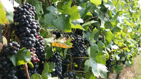 Red-Wine-Grapes-in-a-Group-on-a-Grapevine-in-Summer-Ready-to-Harvest---Baden-Wuerttemberg,-Germany