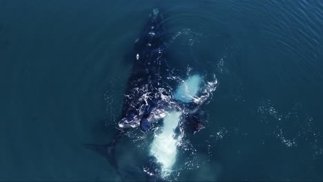 Walbeobachtung---Top-down-ansicht-Eines-Südlichen-Glattwals,-Der-Auf-Den-Offenen-Wassern-Des-Patagonischen-Meeres-Spielt