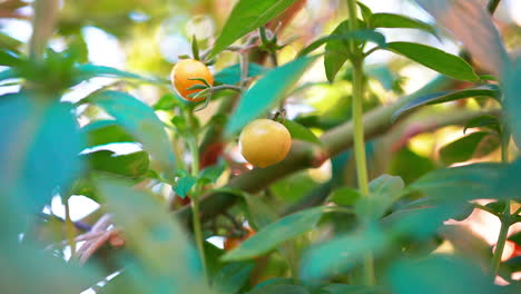 Red-and-yellow-cherry-tomatoes-ripening-on-the-vine---isolated-slow-motion