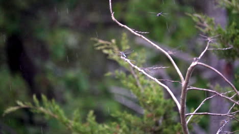 Dragon-fly-flies-toward-branch-during-rain-fall-in-slow-motion