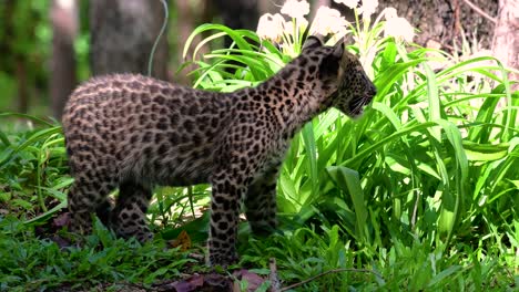 The-Indochinese-Leopard-is-a-Vulnerable-species-and-one-of-the-big-cats-of-Thailand