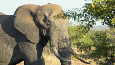 Kamerafahrt-Eines-Elefanten,-Der-Mit-Einem-Baum-Im-Vordergrund-Läuft