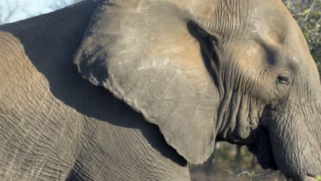 Foto-De-Seguimiento-De-Elefante-Caminando-En-Sudáfrica
