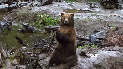 Black-bear-sitting-on-a-rock-and-joining-its-paws