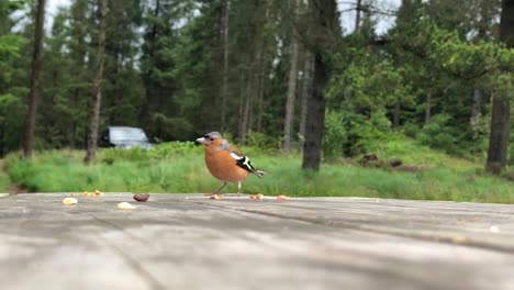 A-Chaffinch-Bird-Eating-Nuts-from-a-Park-Bench-Table-and-Flying-Away-|-Galloway-Forest-Park,-Scotland-|-Slow-motion-HD-at-30-fps
