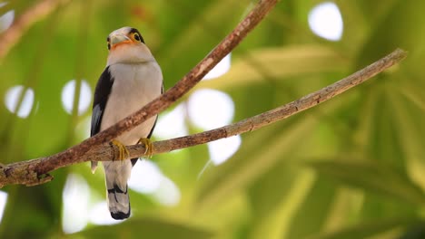 Der-Silberbrust-breitschnabel-Ist-Ein-Berühmter-Vogel-In-Thailand,-Sowohl-Lokal-Als-Auch-International
