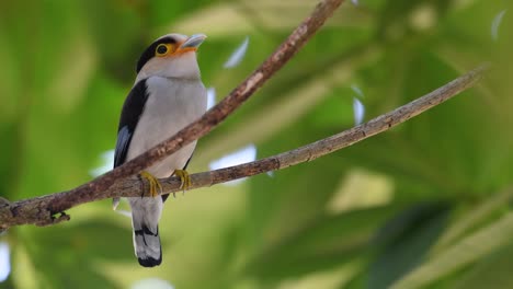 The-Silver-breasted-Broadbill-is-a-famous-bird-in-Thailand,-both-local-and-international