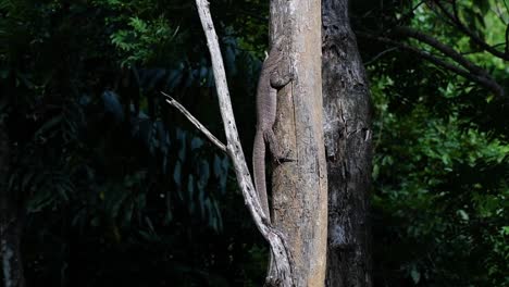 The-Clouded-Monitor-Lizard-is-found-in-Thailand-and-other-countries-in-Asia