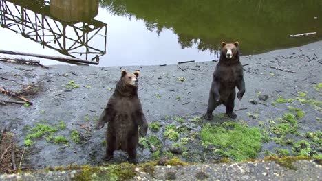 Two-bears-standing-on-their-back-legs-next-to-river