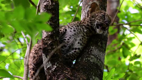 The-Indochinese-Leopard-is-a-Vulnerable-species-and-one-of-the-big-cats-of-Thailand