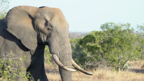 Kamerafahrt-In-Zeitlupe-Beim-Gehen-Eines-Elefanten