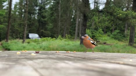 A-Chaffinch-Bird-Eating-Nuts-from-a-Park-Bench-Table-and-Flying-Away-|-Galloway-Forest-Park,-Scotland-|-HD-at-60-fps