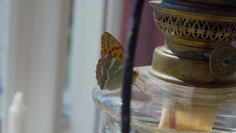 Butterfly-sitting-on-oillamp-in-sweden