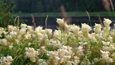 Butterflowers-by-lake-in-sweden